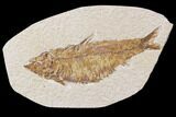 Bargain, Fossil Fish (Knightia) - Wyoming #89160-1